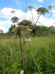 Wald-Engelwurz (Angelica sylvestris) im Naturschutzgebiet Wusterhang und Beierwies bei Fechingen - an diesem sonst trockenen Standort befindet sich eine Stelle mit Staunässe