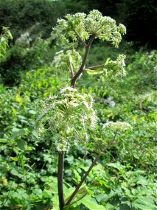 Wald-Engelwurz (Angelica sylvestris) bei Bischmisheim