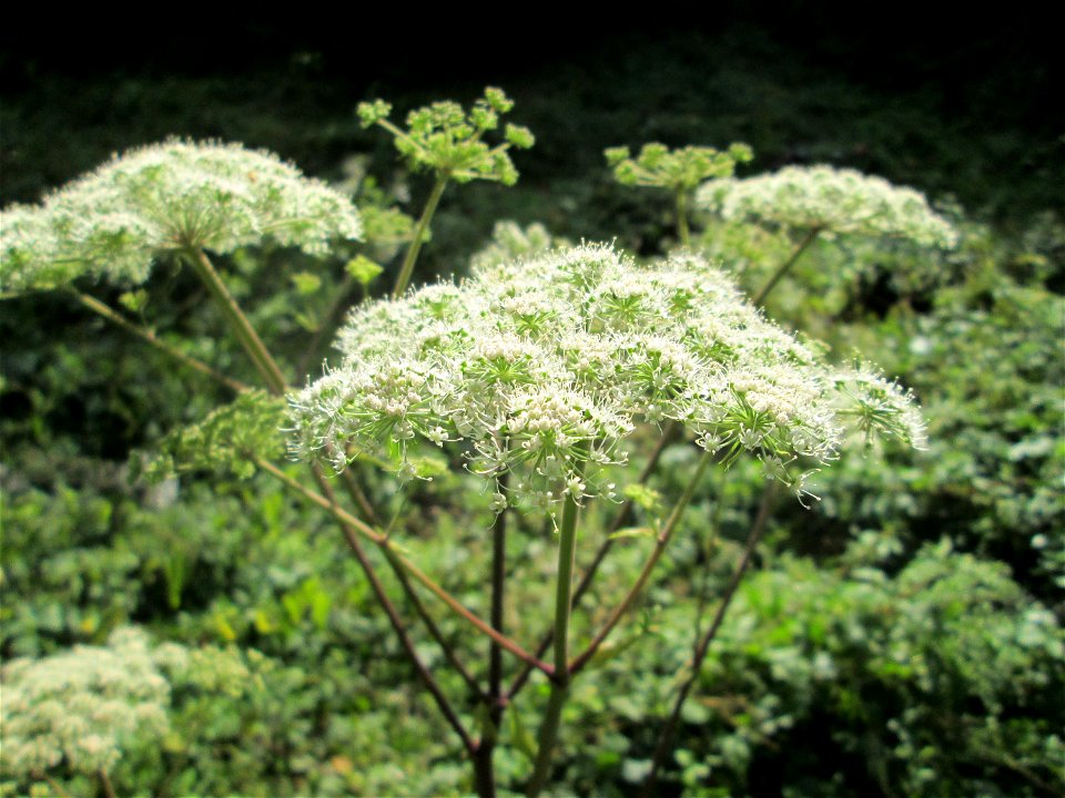 Wald-Engelwurz (Angelica sylvestris) bei Bischmisheim