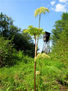 Wald-Engelwurz (Angelica sylvestris) am Waldrand oberhalb von Güdingen