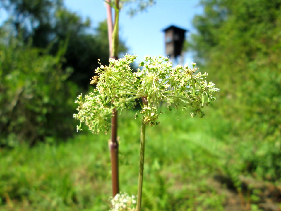 Wald-Engelwurz (Angelica sylvestris) am Waldrand oberhalb von Güdingen