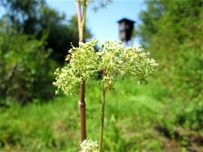 Wald-Engelwurz (Angelica sylvestris) am Waldrand oberhalb von Güdingen