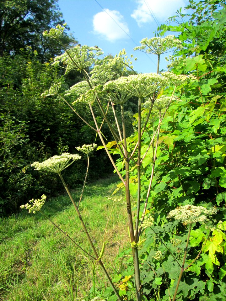 Wald-Engelwurz (Angelica sylvestris) im Meerwald bei Bübingen