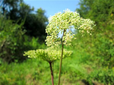 Wald-Engelwurz (Angelica sylvestris) am Waldrand oberhalb von Güdingen