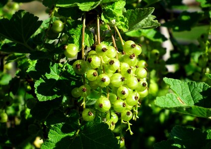 Fruit spring garden