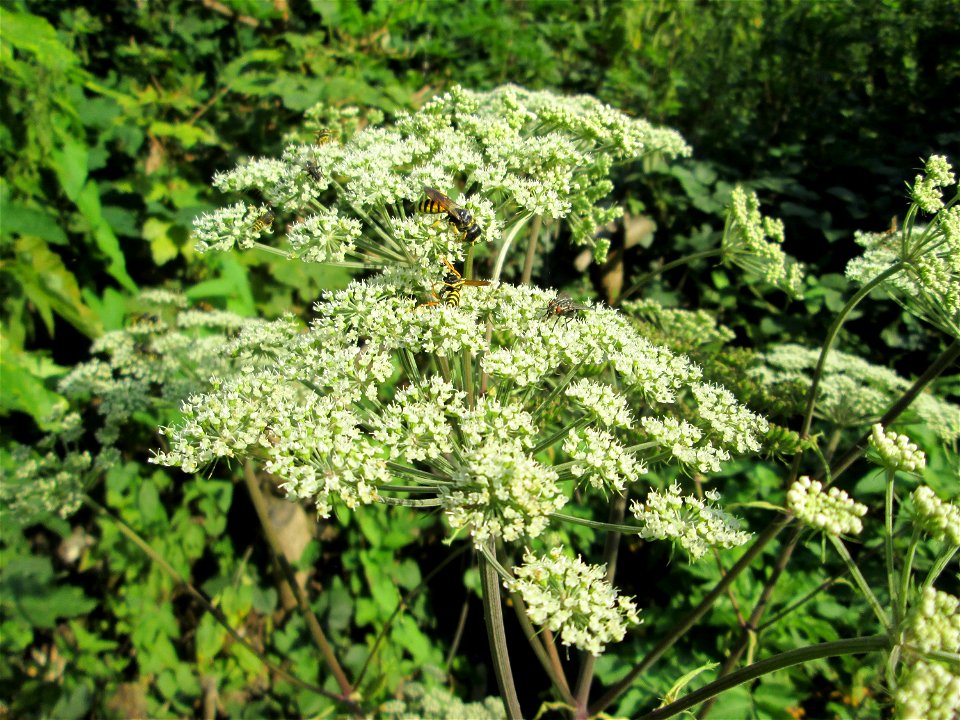 Wald-Engelwurz (Angelica sylvestris) im Meerwald bei Bübingen