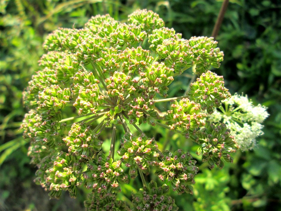 Wald-Engelwurz (Angelica sylvestris) im Meerwald bei Bübingen