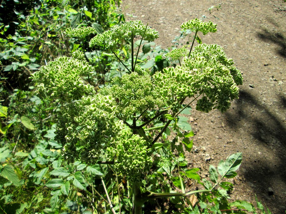 Wald-Engelwurz (Angelica sylvestris) im Hochwald bei Bischmisheim
