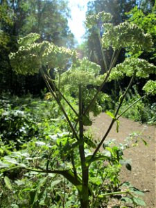 Wald-Engelwurz (Angelica sylvestris) im Hochwald bei Bischmisheim