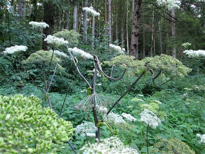 Wald-Engelwurz (Angelica sylvestris) am Wogbach bei Ensheim