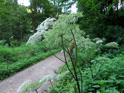 Wald-Engelwurz (Angelica sylvestris) am Wogbach bei Ensheim photo