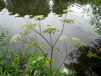 Wald-Engelwurz (Angelica sylvestris) an der Saar in Malstatt