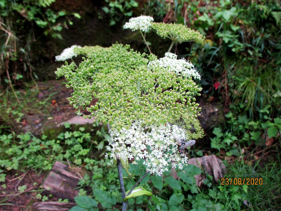 Wald-Engelwurz (Angelica sylvestris) im Stiftswald St. Arnual
