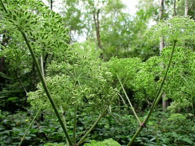 Wald-Engelwurz (Angelica sylvestris) im Hahnbusch oberhalb von Güdingen