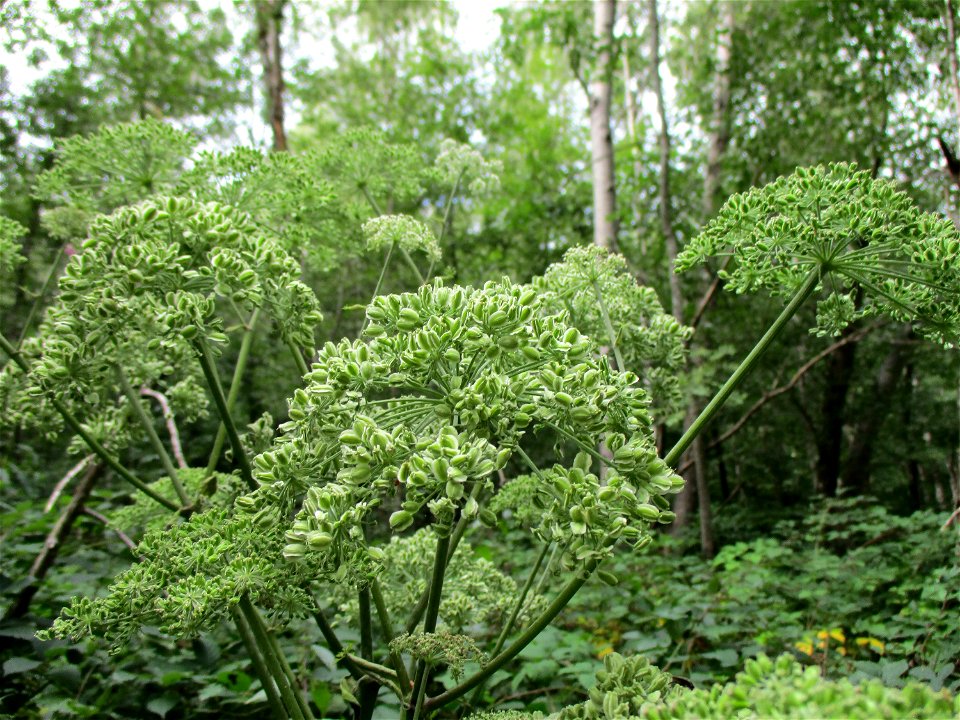 Wald-Engelwurz (Angelica sylvestris) im Hahnbusch oberhalb von Güdingen