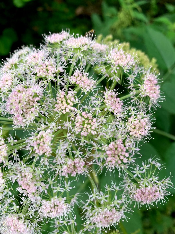 Wild Angelica (Angelica sylvestris)