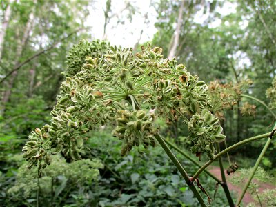 Wald-Engelwurz (Angelica sylvestris) im Hahnbusch oberhalb von Güdingen
