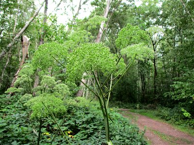 Wald-Engelwurz (Angelica sylvestris) im Hahnbusch oberhalb von Güdingen
