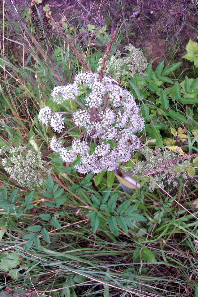 The photographer's original image title: “In the woods”.  Wild Angelica (Angelica sylvestris)  The plant was found in the woods near Neustadt an der Orla in Thuringia, Germany.