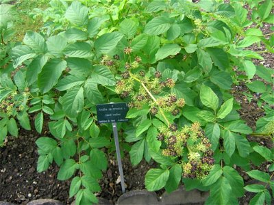 Aralia Racemosa (nard indien). Jardin des Plantes de Paris.