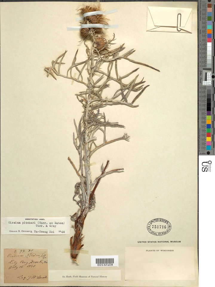 Cirsium pitcheri, pitcher's thistle, collected by Schuette, J. H., 15 Jul 1890, Lily Bay, Door County, Wisconsin