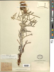 Cirsium pitcheri, pitcher's thistle, collected by Schuette, J. H., 15 Jul 1890, Lily Bay, Door County, Wisconsin