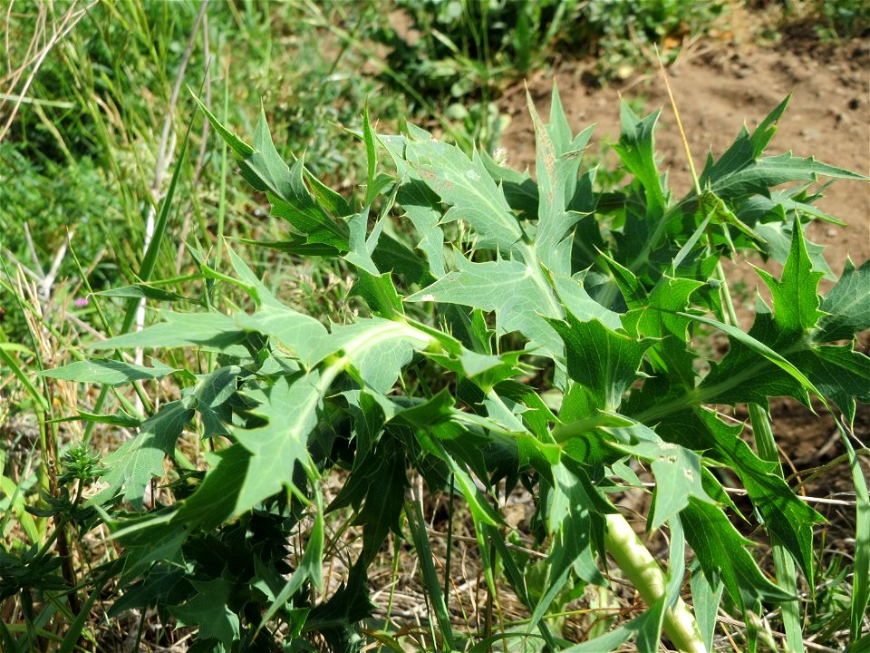 Feld-Mannstreu (Eryngium campestre) im Naturschutzgebiet Alter Bahndamm