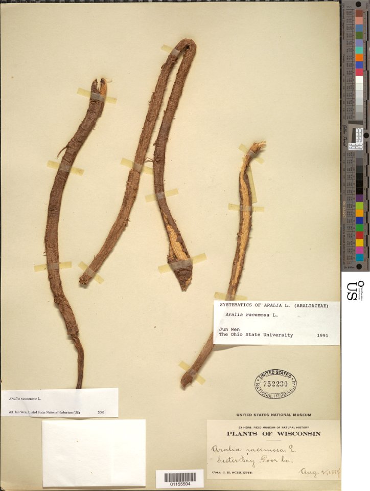 Aralia racemosa, American spikenard, collected by Schuette, J. H. on 2 Aug 1887 from Sister Bay, Door County, Wisconsin