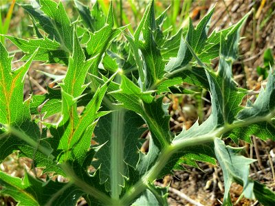 Feld-Mannstreu (Eryngium campestre) im Naturschutzgebiet Alter Bahndamm