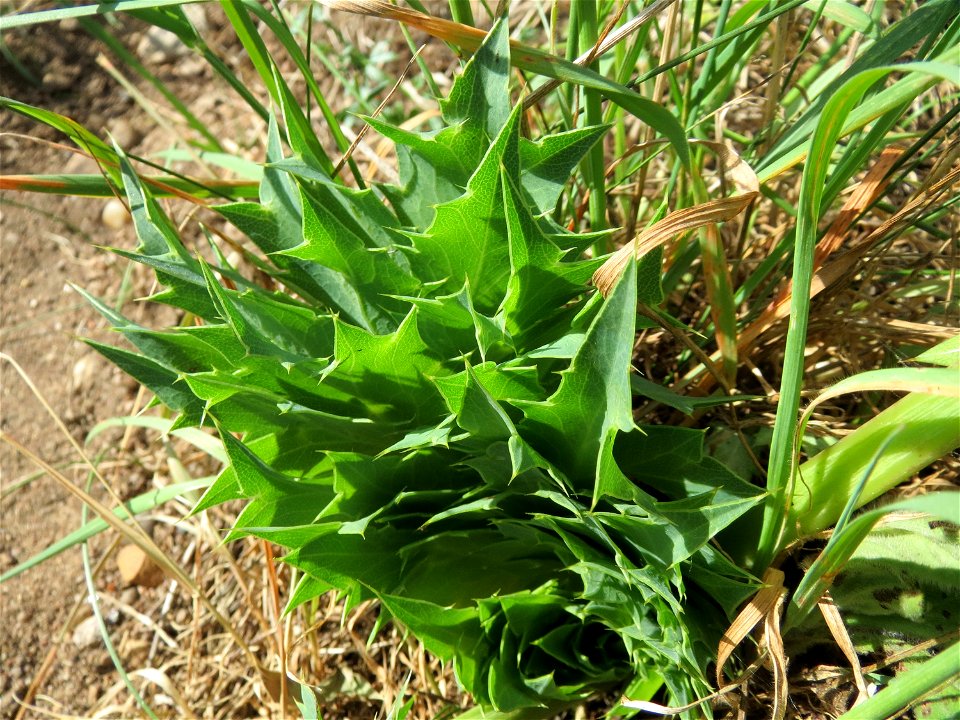 Feld-Mannstreu (Eryngium campestre) im Naturschutzgebiet Alter Bahndamm