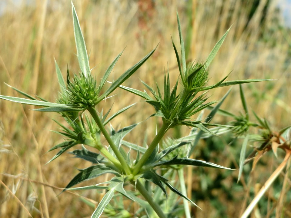 Feld-Mannstreu (Eryngium campestre) im Naturschutzgebiet Alter Bahndamm