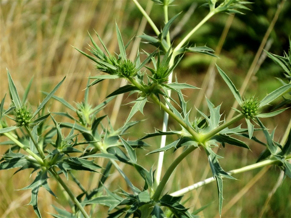 Feld-Mannstreu (Eryngium campestre) im Naturschutzgebiet Alter Bahndamm
