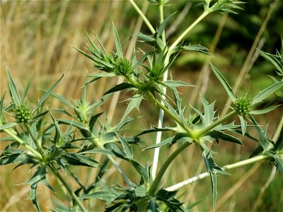 Feld-Mannstreu (Eryngium campestre) im Naturschutzgebiet Alter Bahndamm