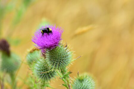 Plant purple insect