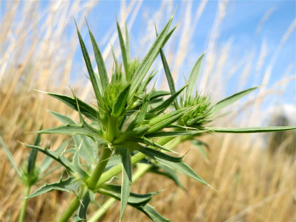 Feld-Mannstreu (Eryngium campestre) im Naturschutzgebiet Alter Bahndamm