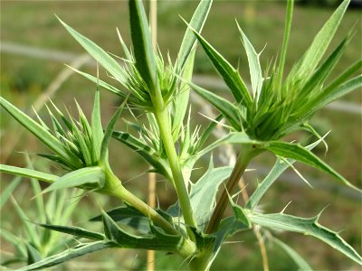 Feld-Mannstreu (Eryngium campestre) im Naturschutzgebiet Alter Bahndamm