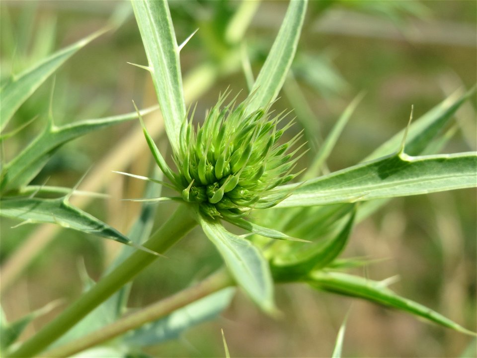 Feld-Mannstreu (Eryngium campestre) im Naturschutzgebiet Alter Bahndamm