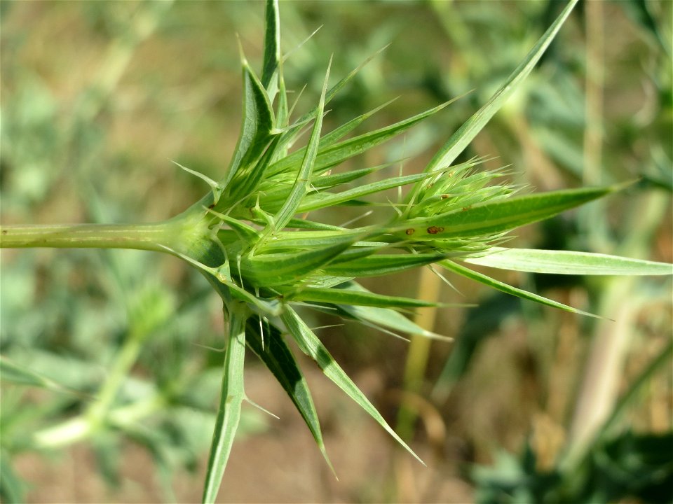 Feld-Mannstreu (Eryngium campestre) im Naturschutzgebiet Alter Bahndamm