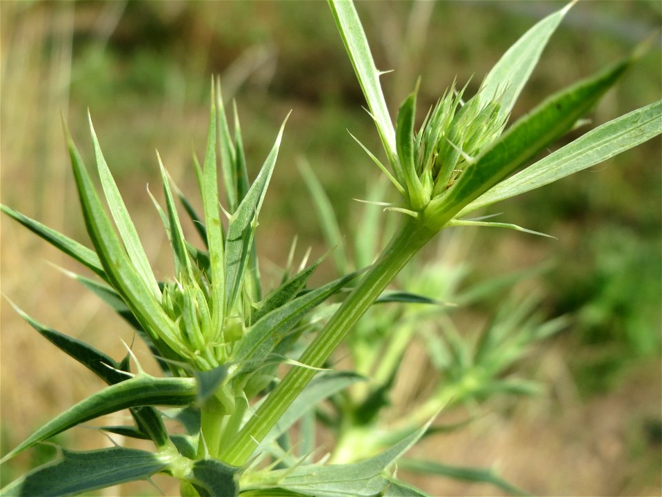 Feld-Mannstreu (Eryngium campestre) im Naturschutzgebiet Alter Bahndamm