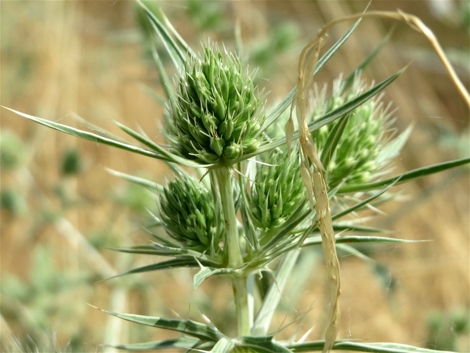 Feld-Mannstreu (Eryngium campestre) im Naturschutzgebiet „Alter Bahndamm“ im Hockenheimer Rheinbogen