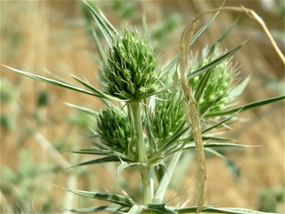 Feld-Mannstreu (Eryngium campestre) im Naturschutzgebiet „Alter Bahndamm“ im Hockenheimer Rheinbogen