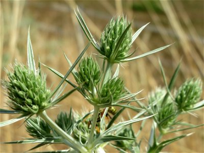 Feld-Mannstreu (Eryngium campestre) im Hockenheimer Rheinbogen
