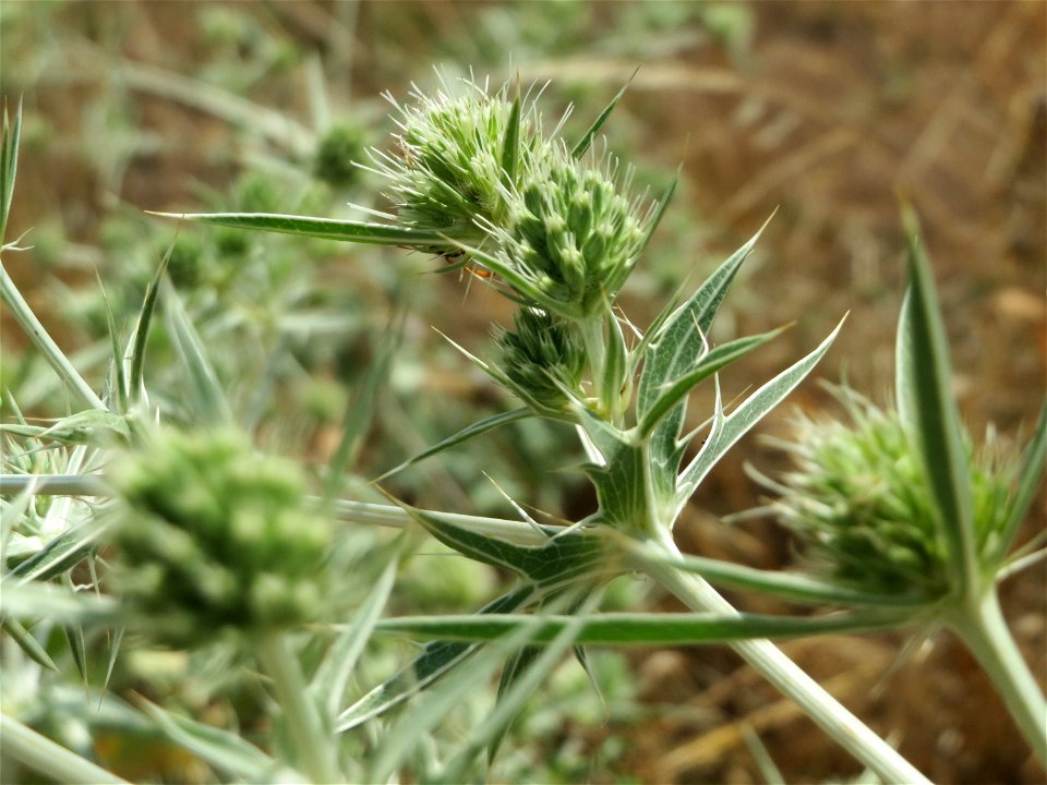 Feld-Mannstreu (Eryngium campestre) im Hockenheimer Rheinbogen