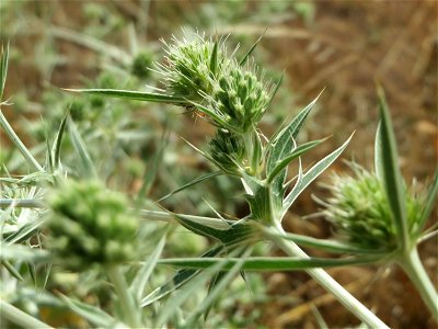 Feld-Mannstreu (Eryngium campestre) im Hockenheimer Rheinbogen