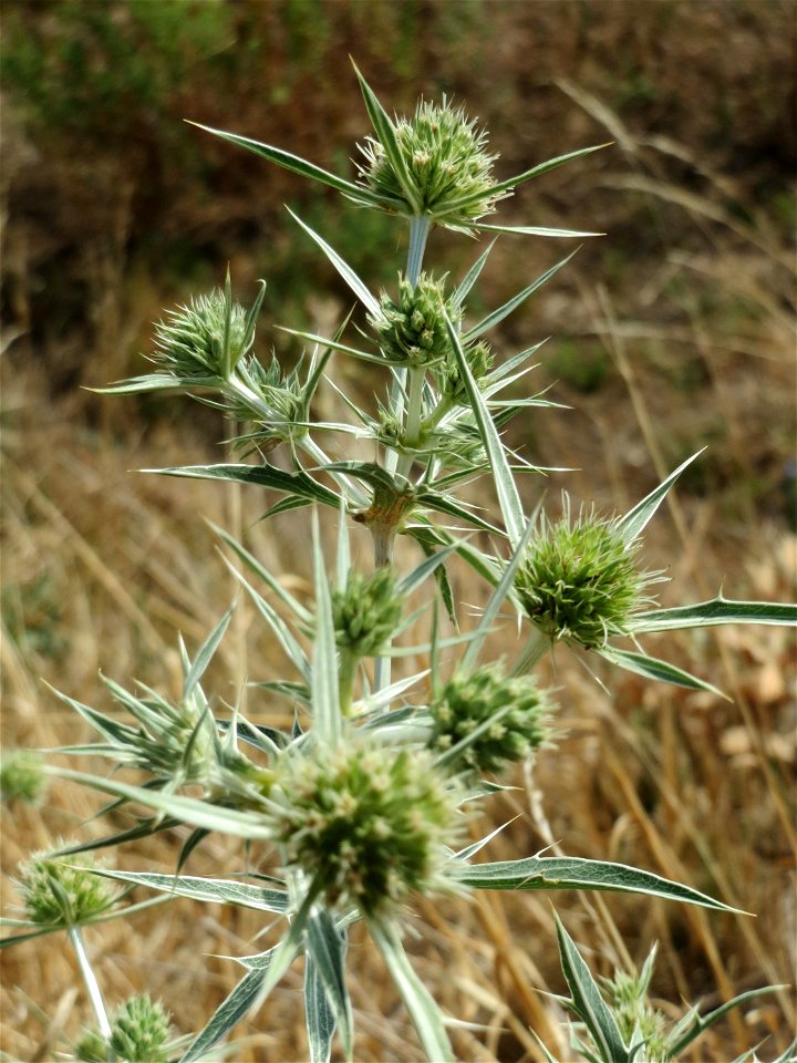 Feld-Mannstreu (Eryngium campestre) im Hockenheimer Rheinbogen