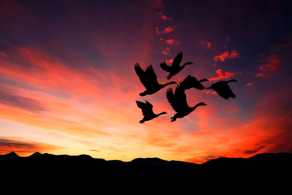 Flying flock nature