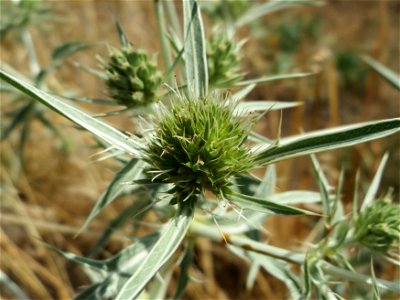 Feld-Mannstreu (Eryngium campestre) im Hockenheimer Rheinbogen