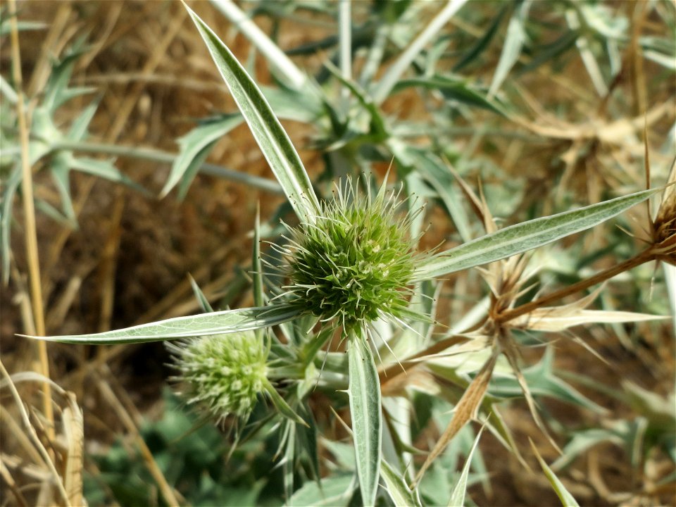 Feld-Mannstreu (Eryngium campestre) im Hockenheimer Rheinbogen
