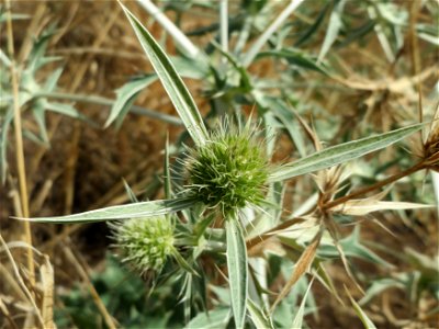 Feld-Mannstreu (Eryngium campestre) im Hockenheimer Rheinbogen