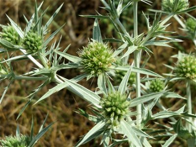 Feld-Mannstreu (Eryngium campestre) an der Elisabethenstraße bei Wiesbaden